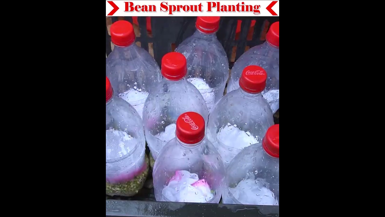 Growing Bean Sprout is very easy. #farming#gardening#easyfarming#viralvideo