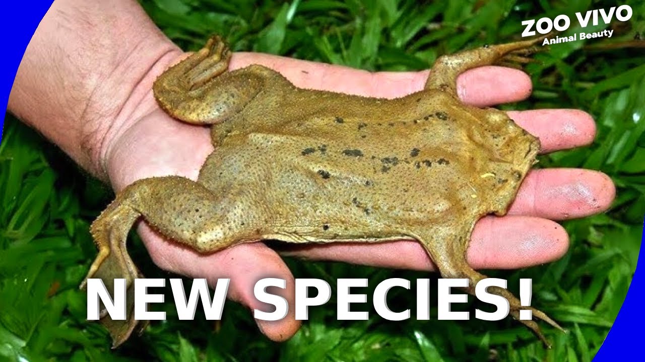 8 INSANE New Animal Species Discovered in 2025