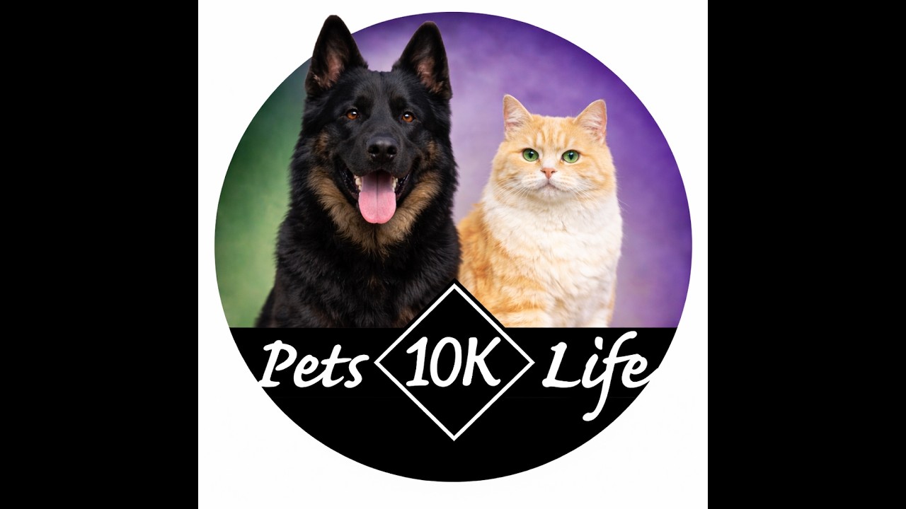 Subscribe for laughs & petlife#!cat,#petlife 🐾#catlife,#petanimals,#animals,
