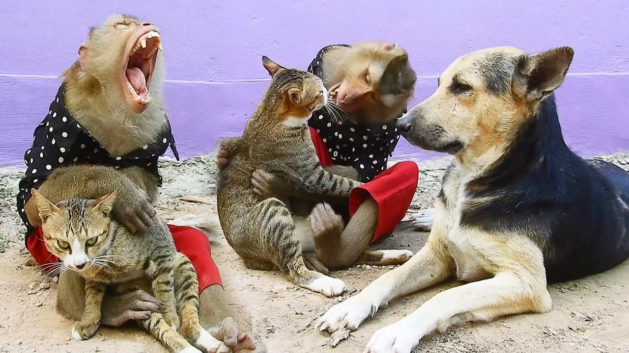 SokYaa Throws Epic Tantrum While Cats and Phao Watch in Shock Funniest
