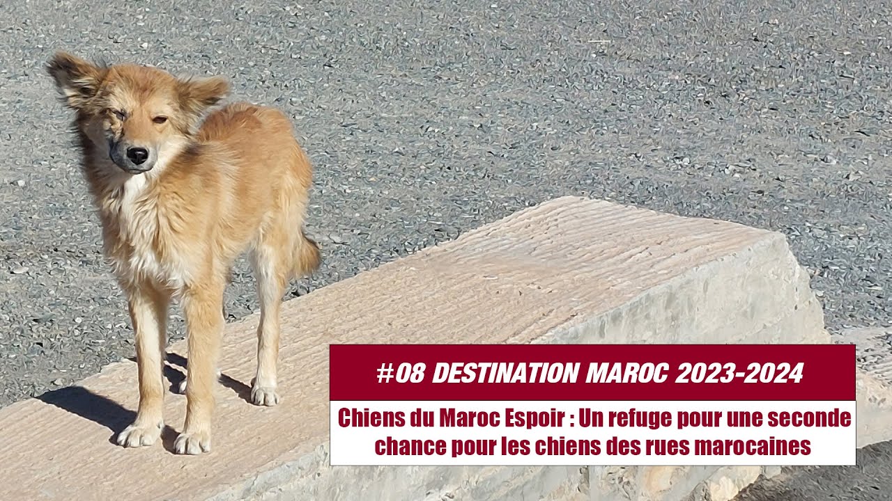 #08 - Chiens du Maroc Espoir : Un refuge pour une seconde chance pour les chiens des rues marocaines