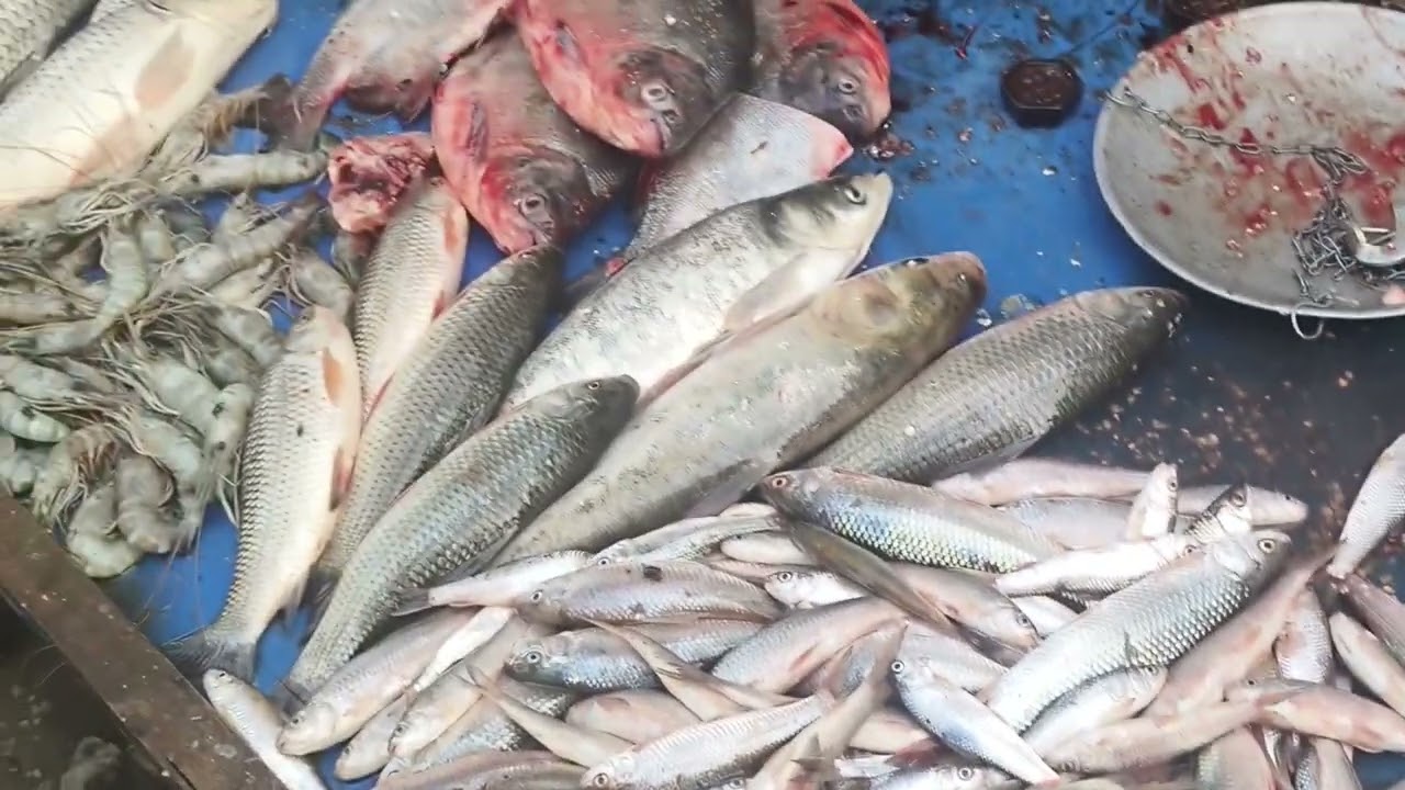 Stop Motion ASMR Koi Fish Hnuting pink Catfish Colorful Koi Fish primitive Cooking 2026