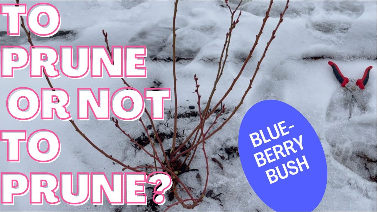 WHY and HOW to prune BLUEBERRIES!  BLUEBERRY BUSHES NEED PRUNING TO PRODUCE FOR YOUR FOOD FOREST!