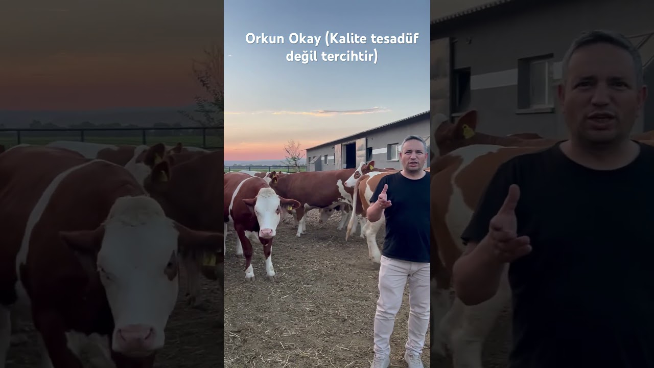G&uuml;venin temeli kalitedir.    #dana #cow #buzağı #animals #bull