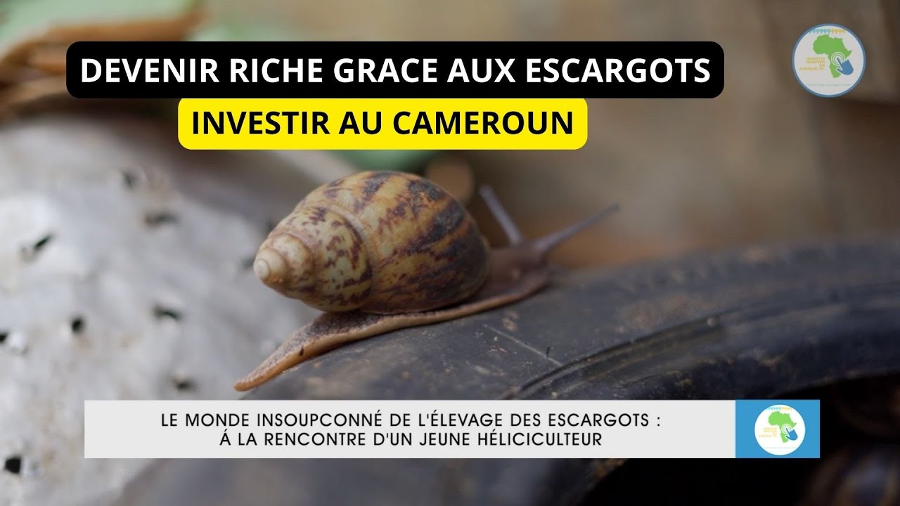 Reportage Cameroun, le business de l'élevage des escargots
