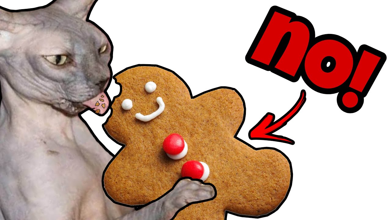 These Holiday Foods are Toxic to Cats! 
