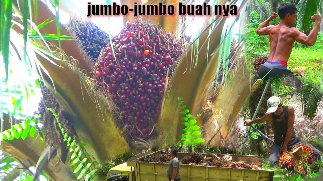 JUMBO LAGI BRO..😱 PANEN SAWIT DI SINI HARUS KUAT || KEBUN SAWIT INI MEMANG UNGGUL BUAHNYA