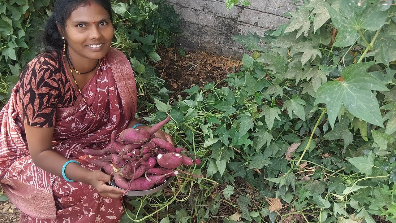 तर बघा मंडळी आम्ही कसे रताळ काढायला गेलो होतो काकूच्या घरी 🌱🌱