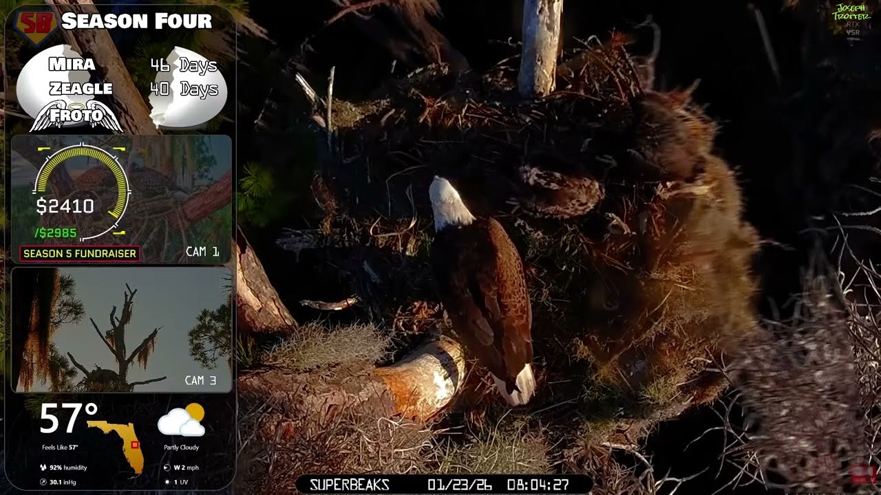 🦅Yesterday at SuperBeaks | Jan 23, 2026 -Lots of self feeding🐟& full crops for Mira & Zeagle!💕