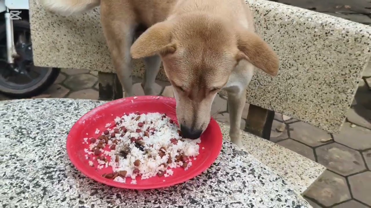 Feeding street and stray animals#dog #cat #animals #catvideos #dogvideos #viralvideo 