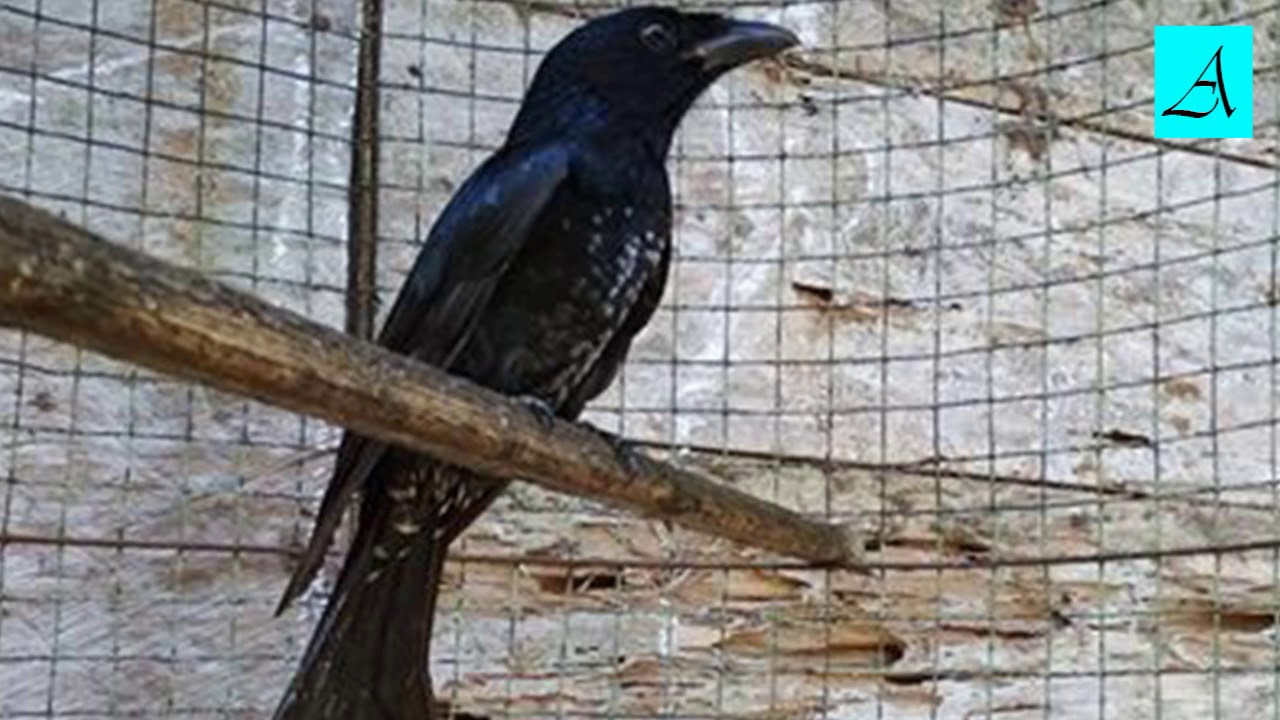 Langsung respon!!! Terapi Burung Srigunting lelet dan males bunyi