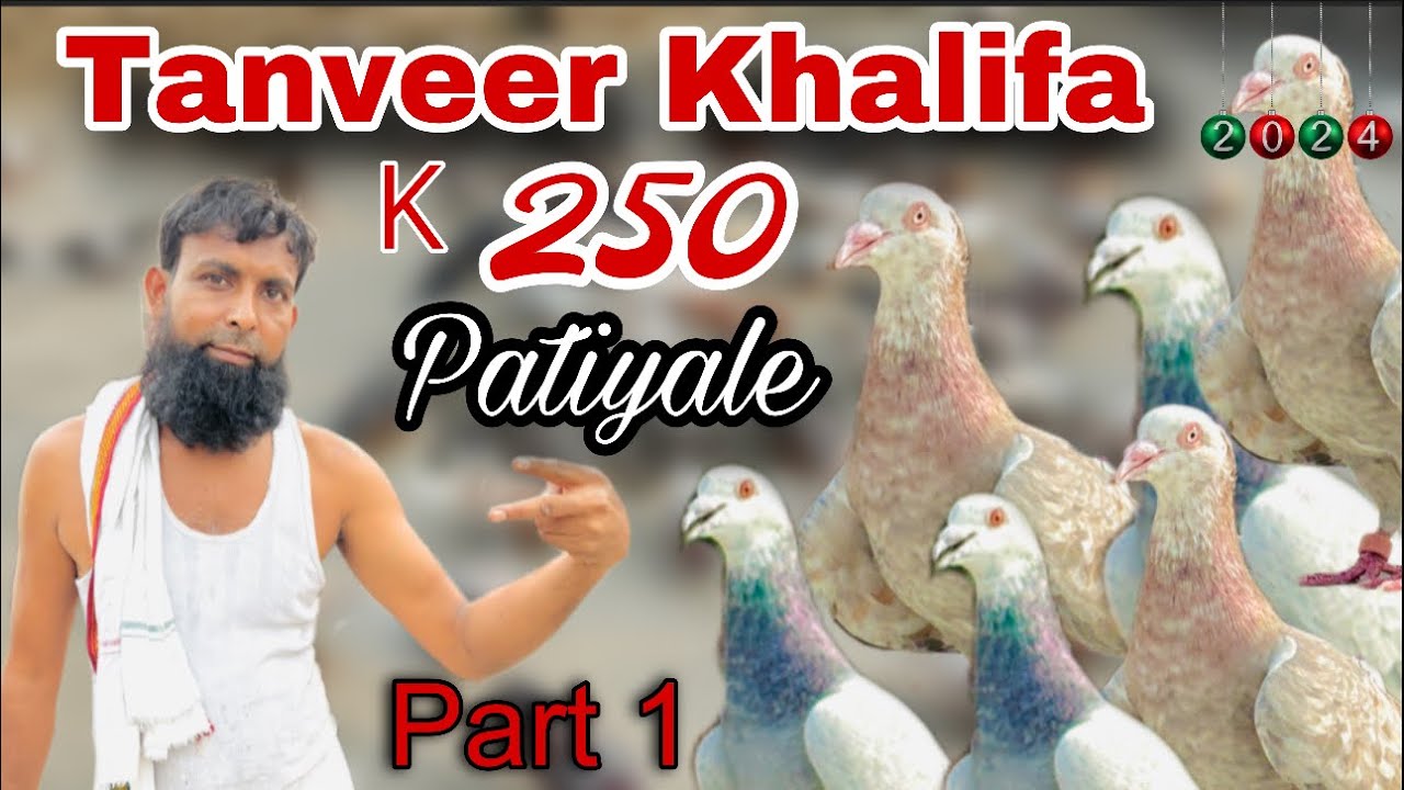Tanveer Khalifa, k || 250 Patiyale 🔥Kabootaro ka Shok , Part ( 1 ) Talim Ustad Akhtar 🤩