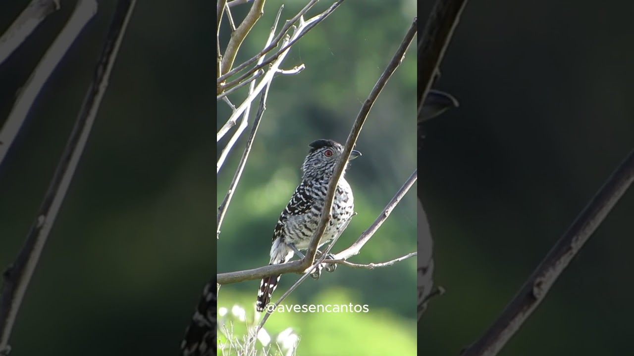 Choca-barrada-do-nordeste: O Encanto da Caatinga em Canto