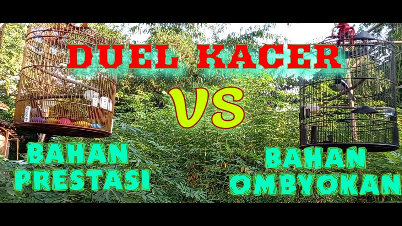 Duel Kacer Bahan Prestasi VS Kacer Ombyokan | Kacer Fighter