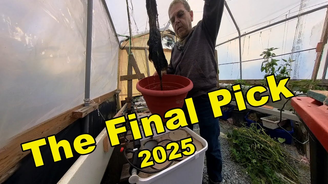Final Greenhouse Pick
