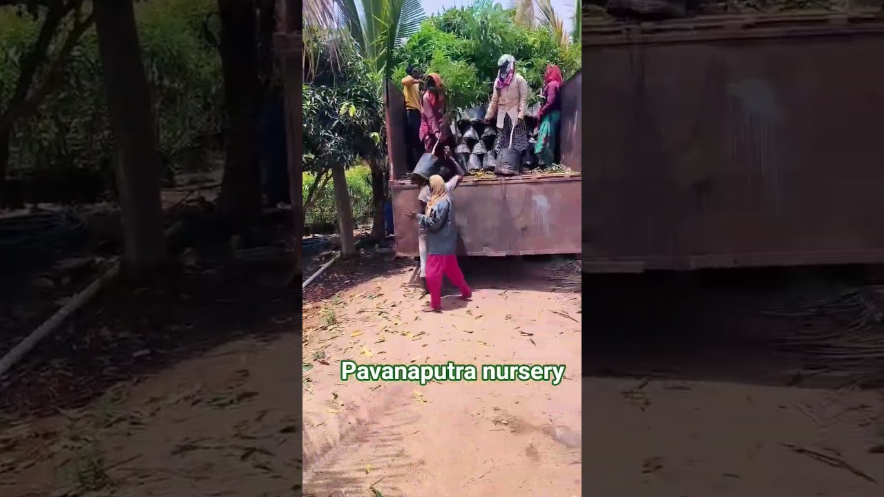 contact-9642732093#mango#oxygenforfuture#spreadplantation.