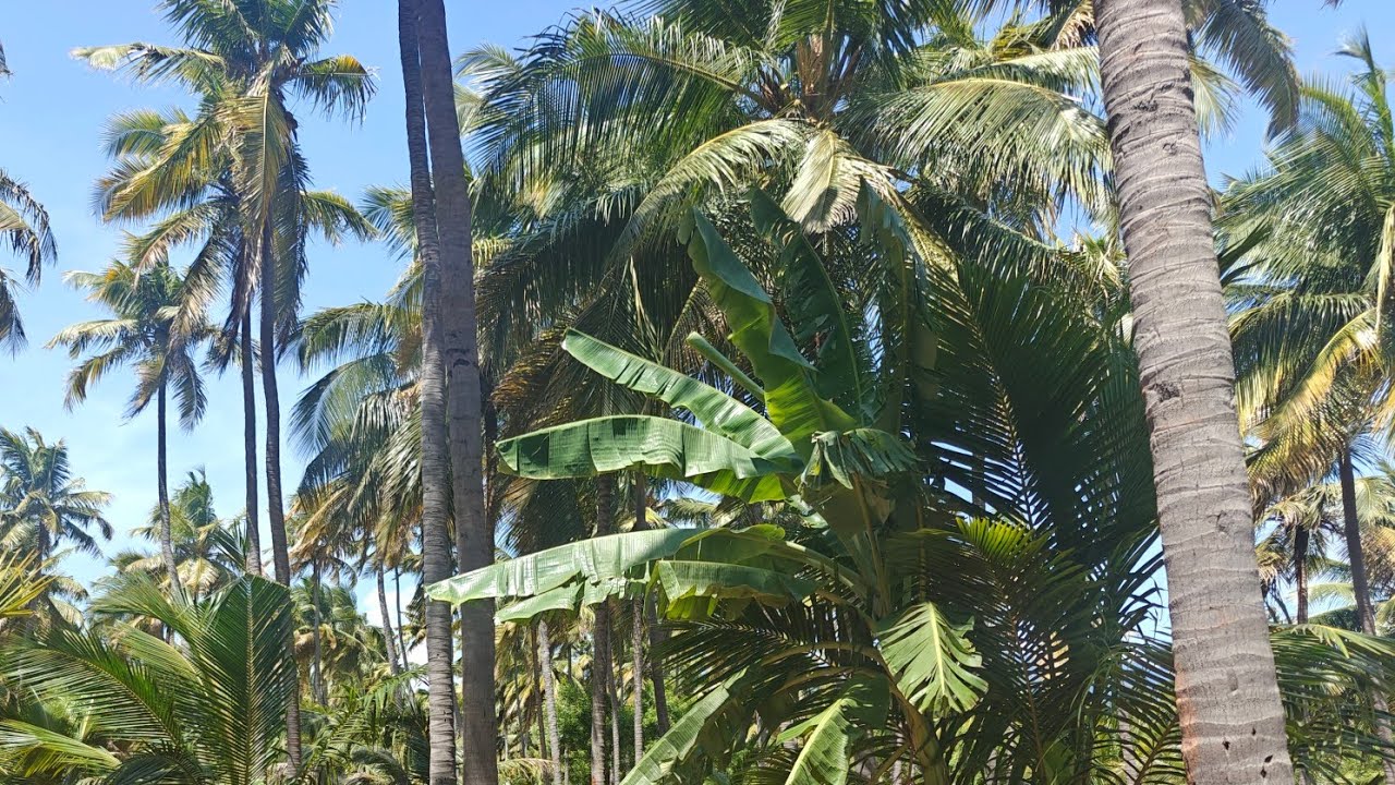 6.5 ஏக்கர் தென்னந்தோப்பு விற்பனைக்கு கடையநல்லூர் Coconut Farmland Sales Kadayanallur