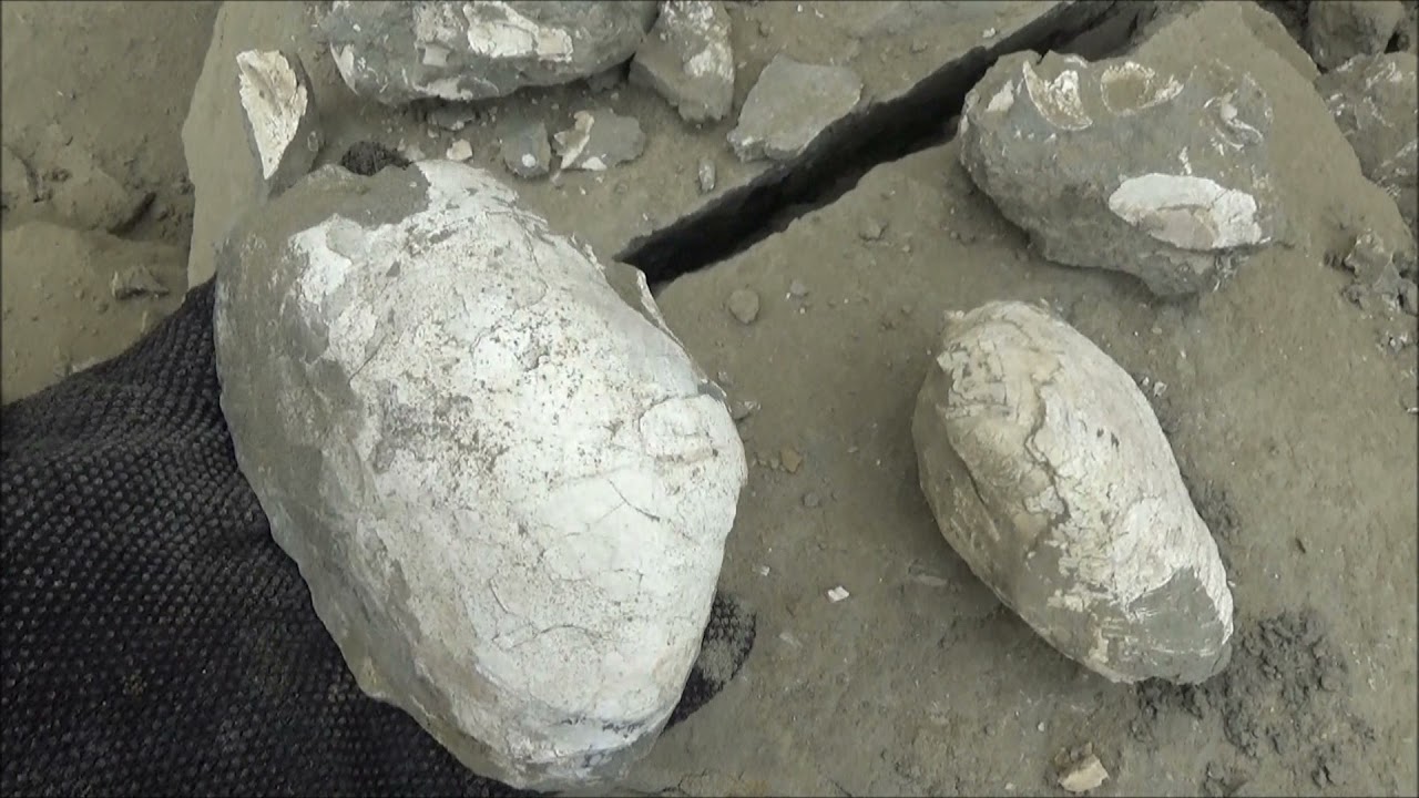 Fossil field trips to 4 locations in California, Fall 2021