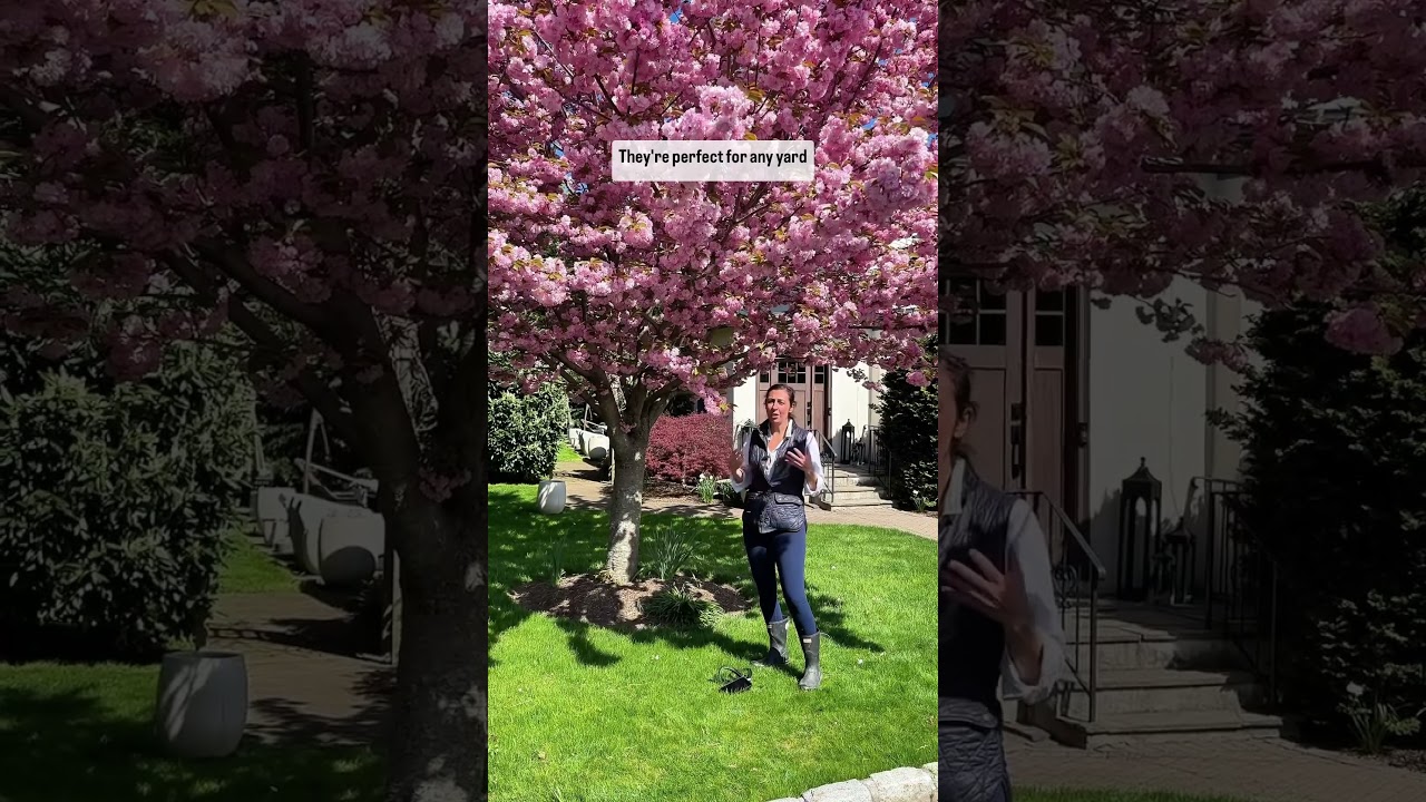 Kwanzan Cherry Trees in full bloom in #westchestercounty