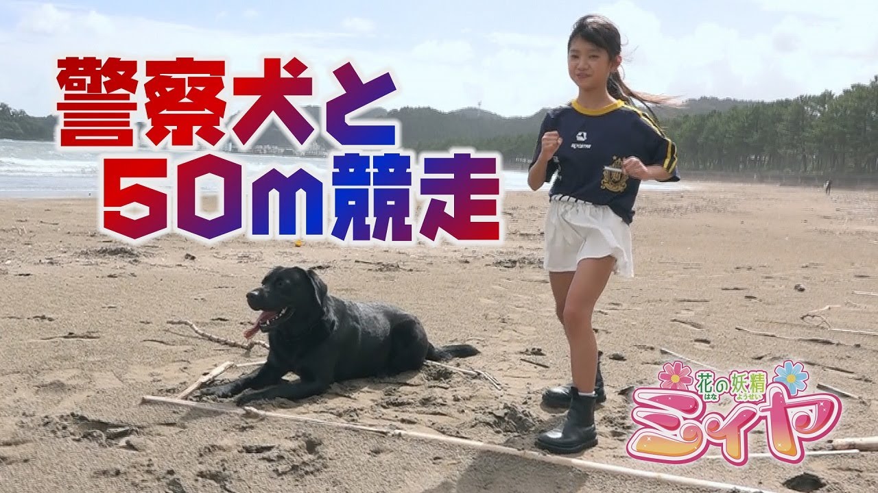 警察犬と50ｍかけっこ競走♪ サキーラさんは、かけっこで警察犬に勝てるのか？ 真剣勝負です！ぜひ、ご覧下さ～い♪