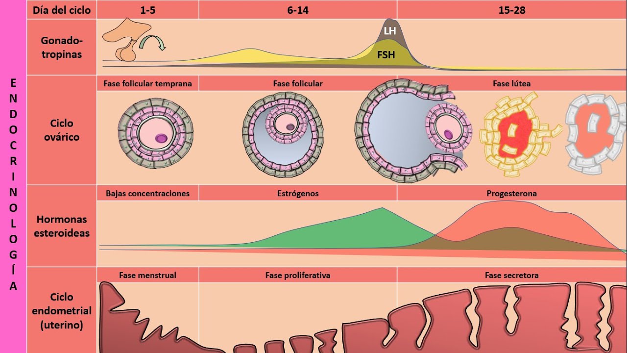 Ciclo sexual femenino: hormonal, uterino y ovárico | Fisiología de las hormonas sexuales femeninas