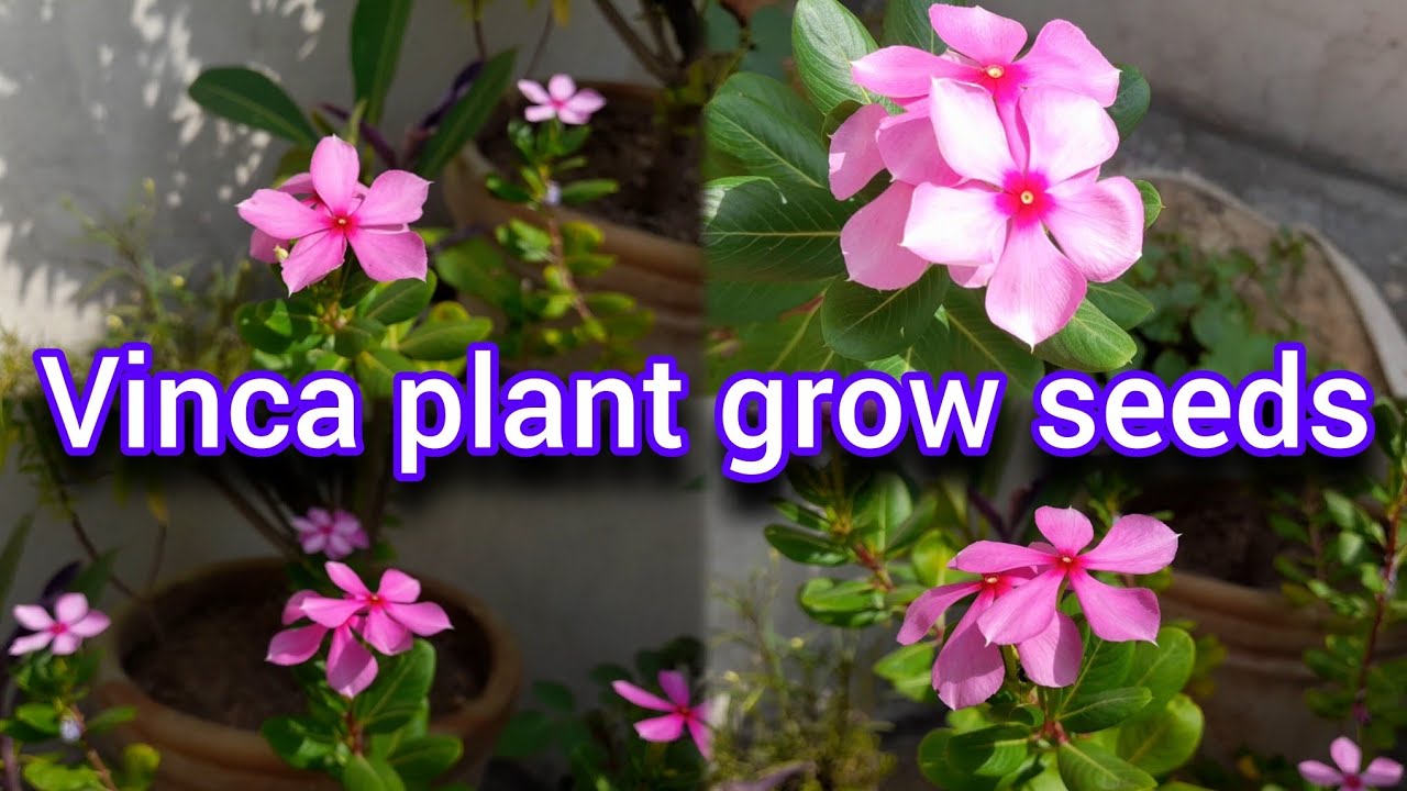 Vinca plants grow from seeds 🪴🌱