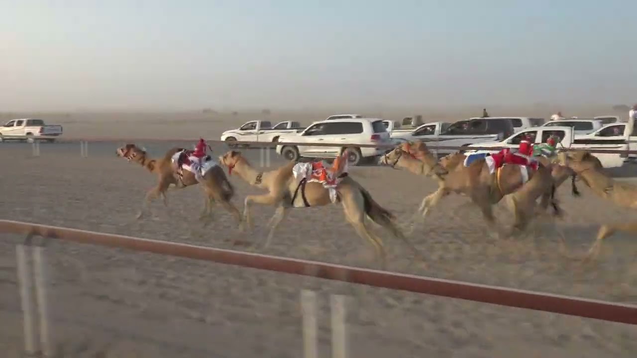✅الشوط4.. م١.هملول/علي عبدالله عوض البلوشي2:09.31 الأبيض تاهيلات الظافر 14/3/2026