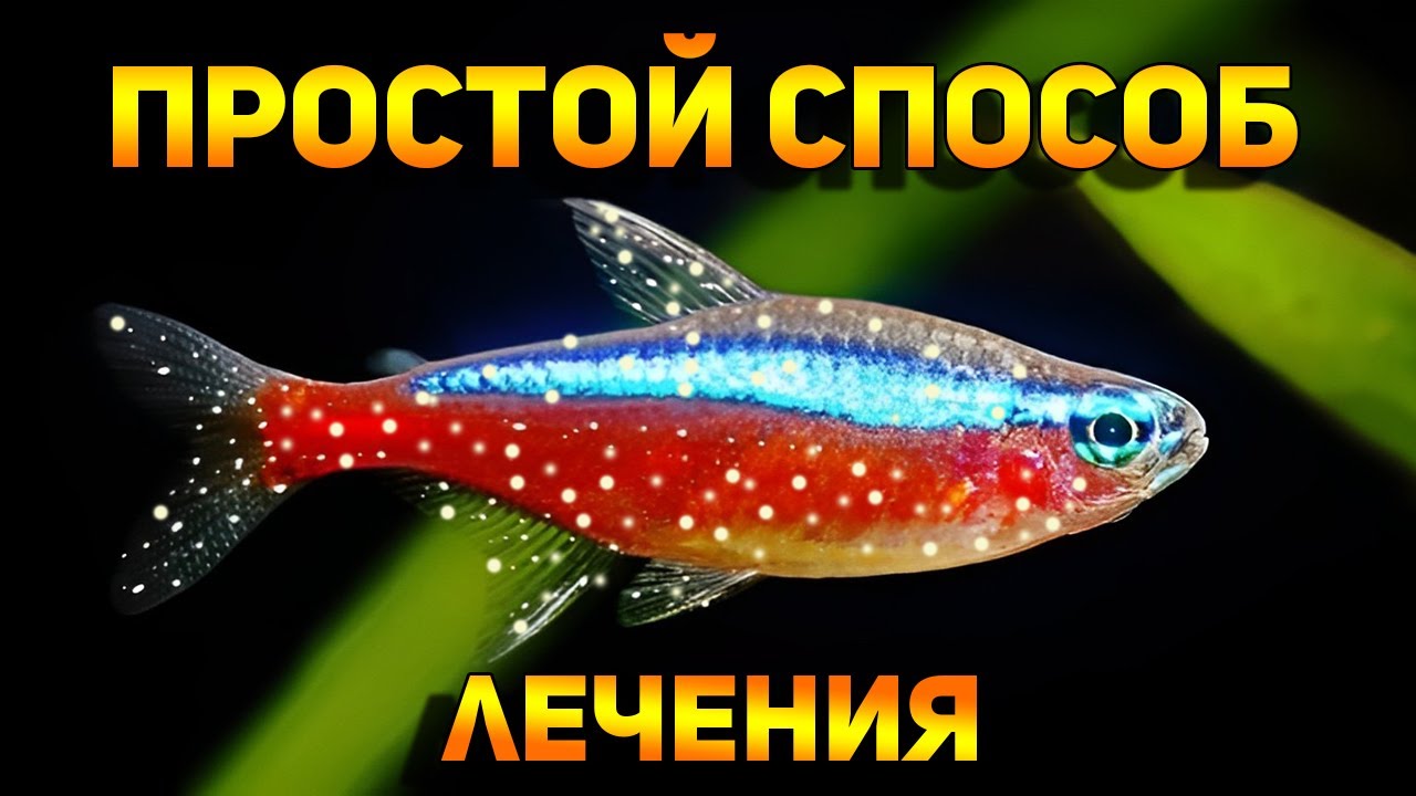 Лечение манки у рыб в общем аквариуме с растениями! Ихтиофтириоз белые точки на рыбках!