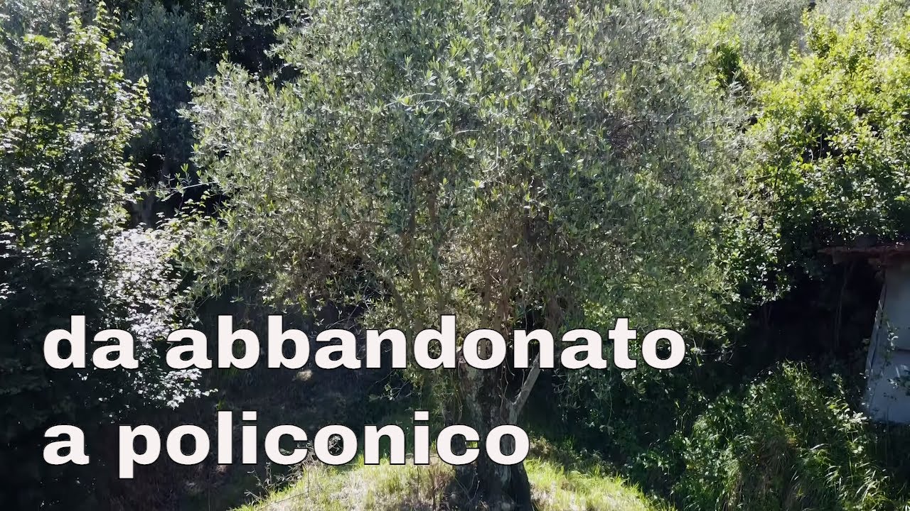Potiamo il primo olivo!Progetto oliveto da abbandonato a produttivo ep.4
