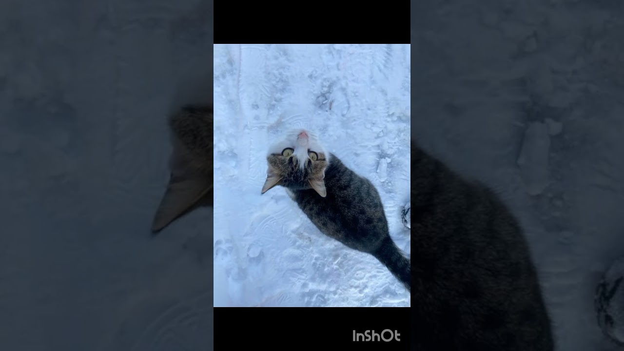 Помоги животным! Создано с ИИ