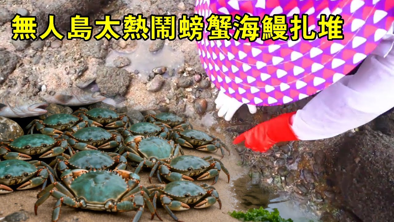 退潮的無人島太熱鬧，螃蟹，海鰻上不停，不料小漁竟被海鰻咬腳【漁小仙】