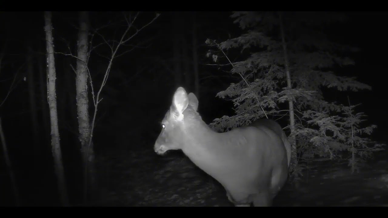 Night Wild Creatures with Nature