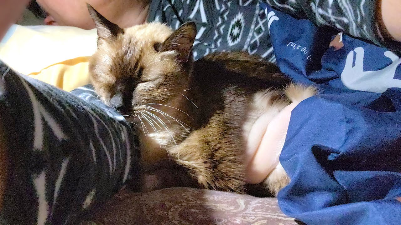 末期癌で死期が近づくシャム猫が布団に潜り込んで隣に来てくれた🤧
