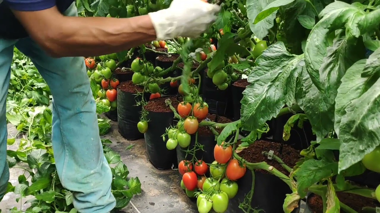 4. Poda de hojas en el cultivo de jitomate de invernadero