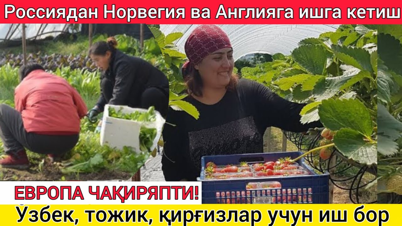 ОЧИЛДИМИ? Россиядан Англия ва Норвегияга иш