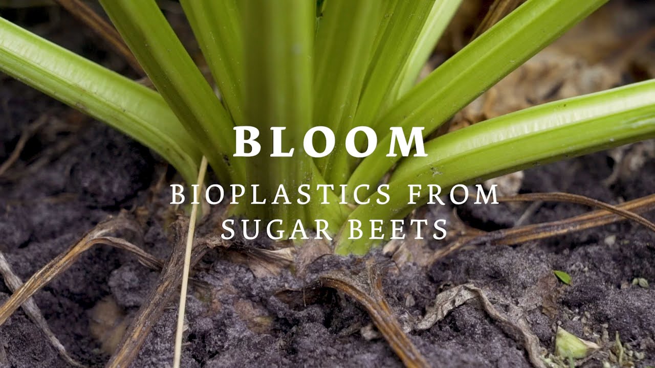Bioplastics from sugar beets - BLOOM Bioeconomy