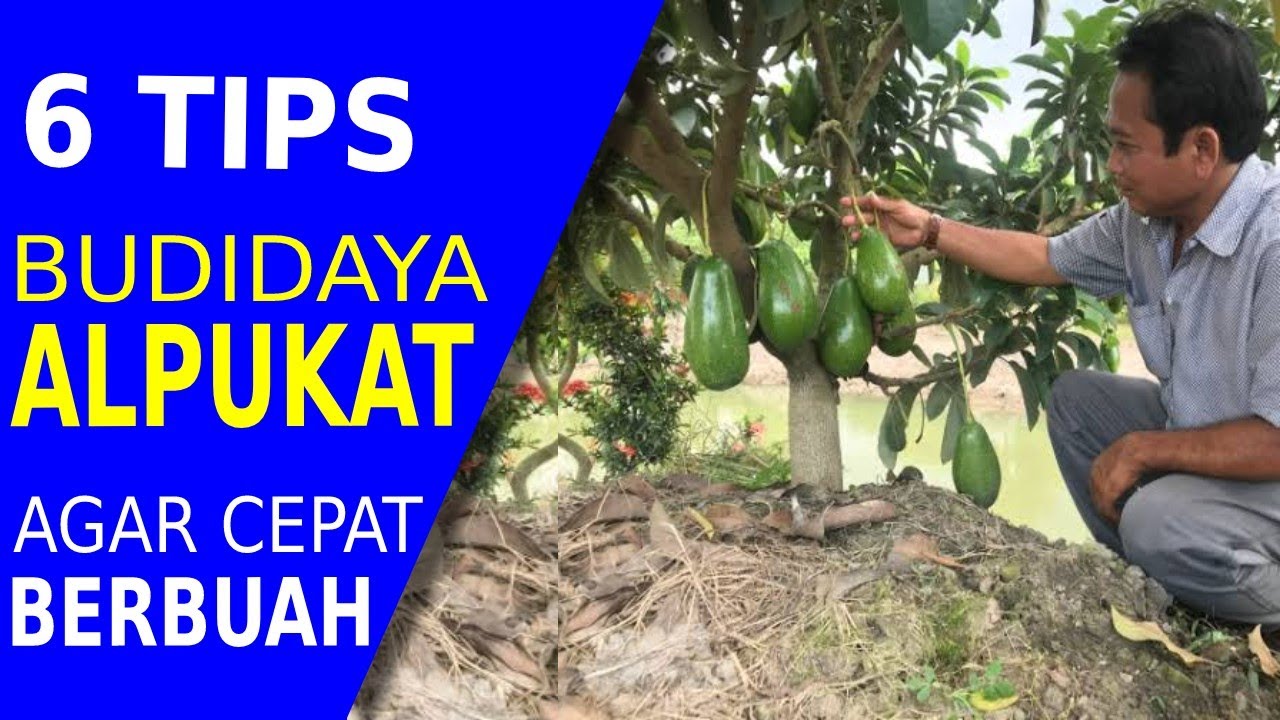 [INI KONSEKUENSINYA]❗ Cara Budidaya Alpukat Agar Cepat Berbuah