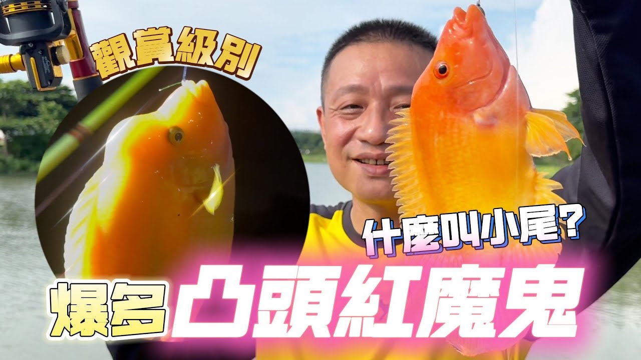 釣魚系列｜這才是真正的鬼王/凸頭超大紅魔鬼。