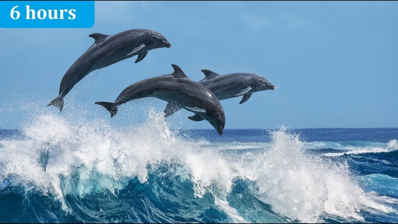 Relaxing Harp Music: Sleep, Meditation, Study, Nature Sounds | Instrumental Background Music ★56