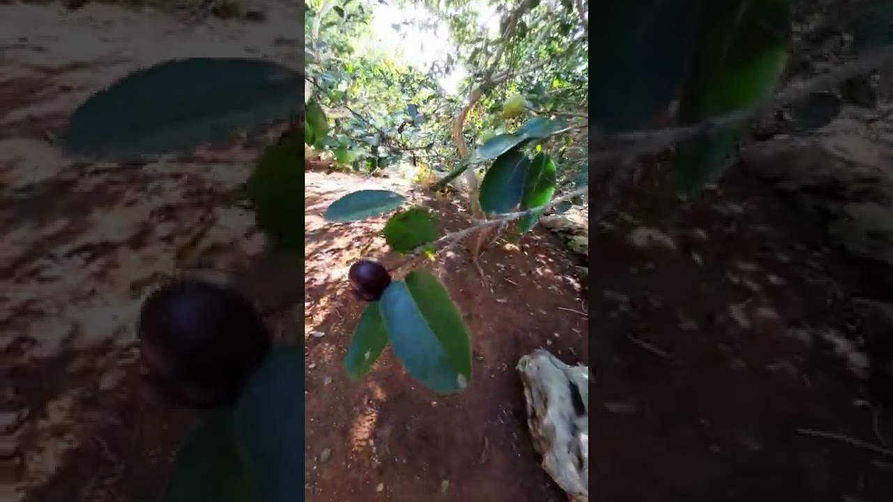 Governors Plum
