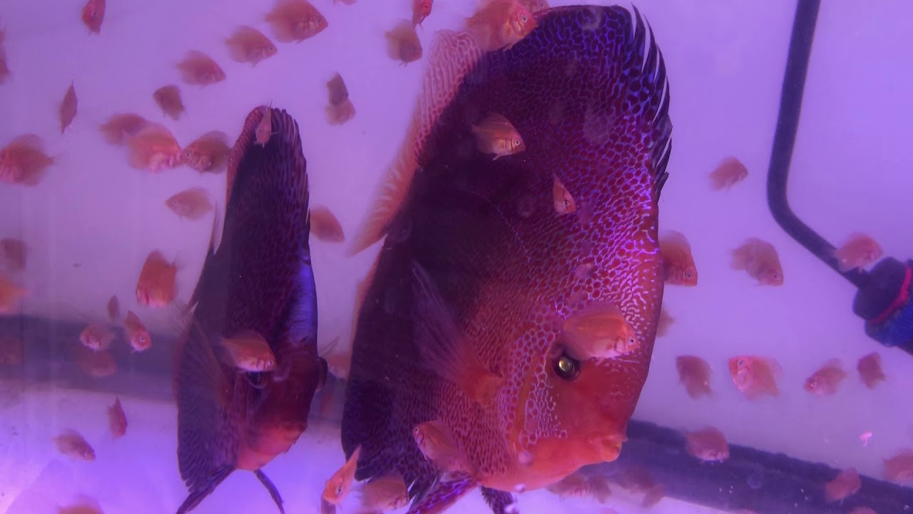 Super Fast & Efficient Water Change on Fully Loaded Discus Fry Aquarium