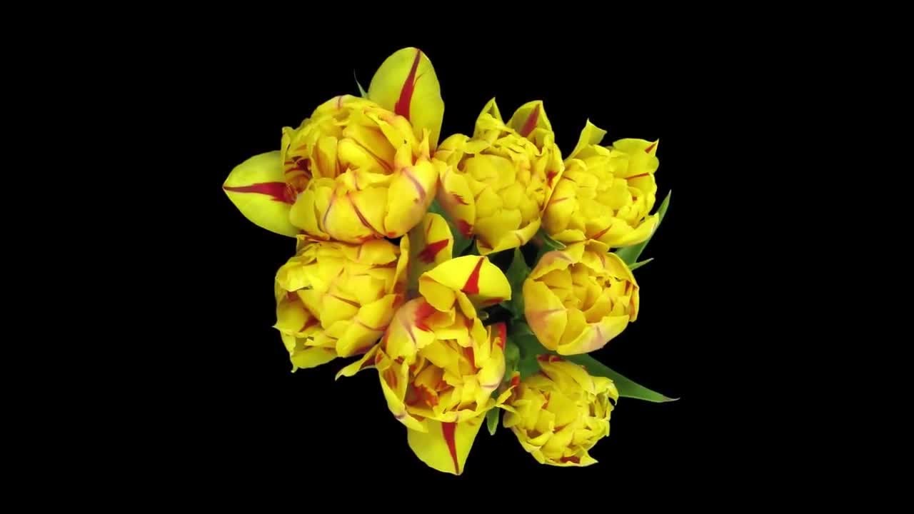 Tulips Opening In Vase Stock Video