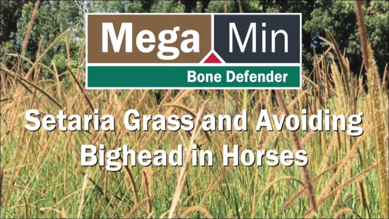 Setaria Grass and Avoiding Bighead in Horses