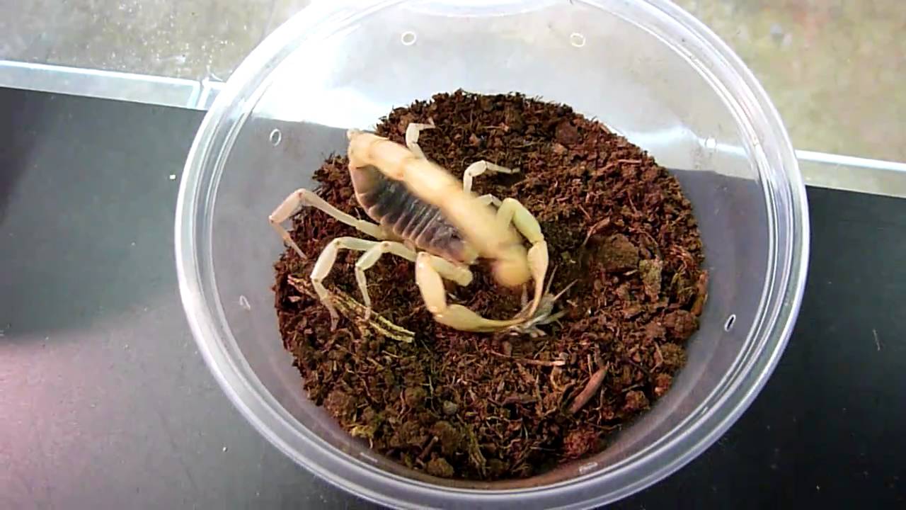 desert hairy scorpion feeding