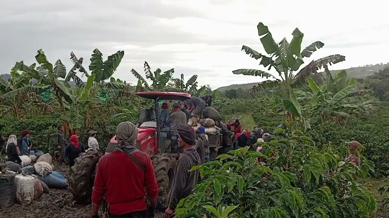 Cosecha de café en pitalito Huila 2025 #2025 #nature #natural #cafed #naturaleza #plantas #colombia