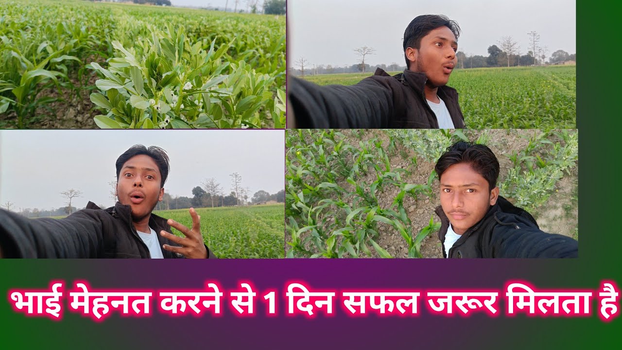 भाई मेहनत करने से 1 दिन सफल जरूर मिलता है देख लो मेरे खेत लहराता हुआ || bhai mehnat karne #vlog  