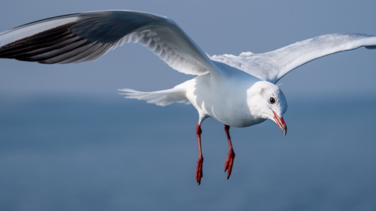 Part 3 - Gulls in Kyushu, Japan #birding #birds #nature