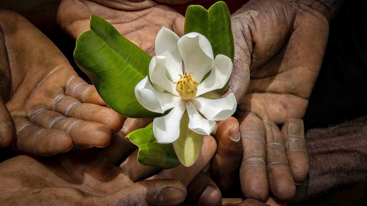 Investigador dominicano redescubre magnolia en Haití después de 97 años perdida para la ciencia