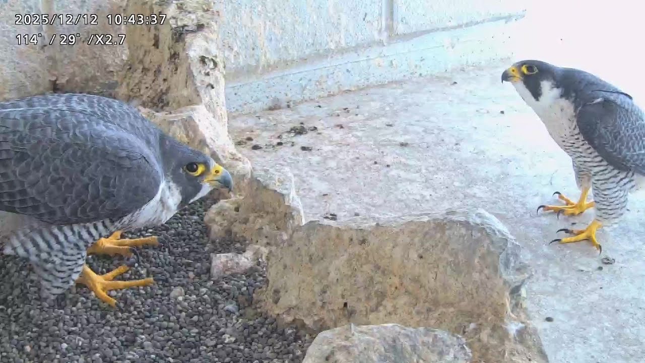2025-12-12 (10:42)  Bonding/ 巣の中ツーショット