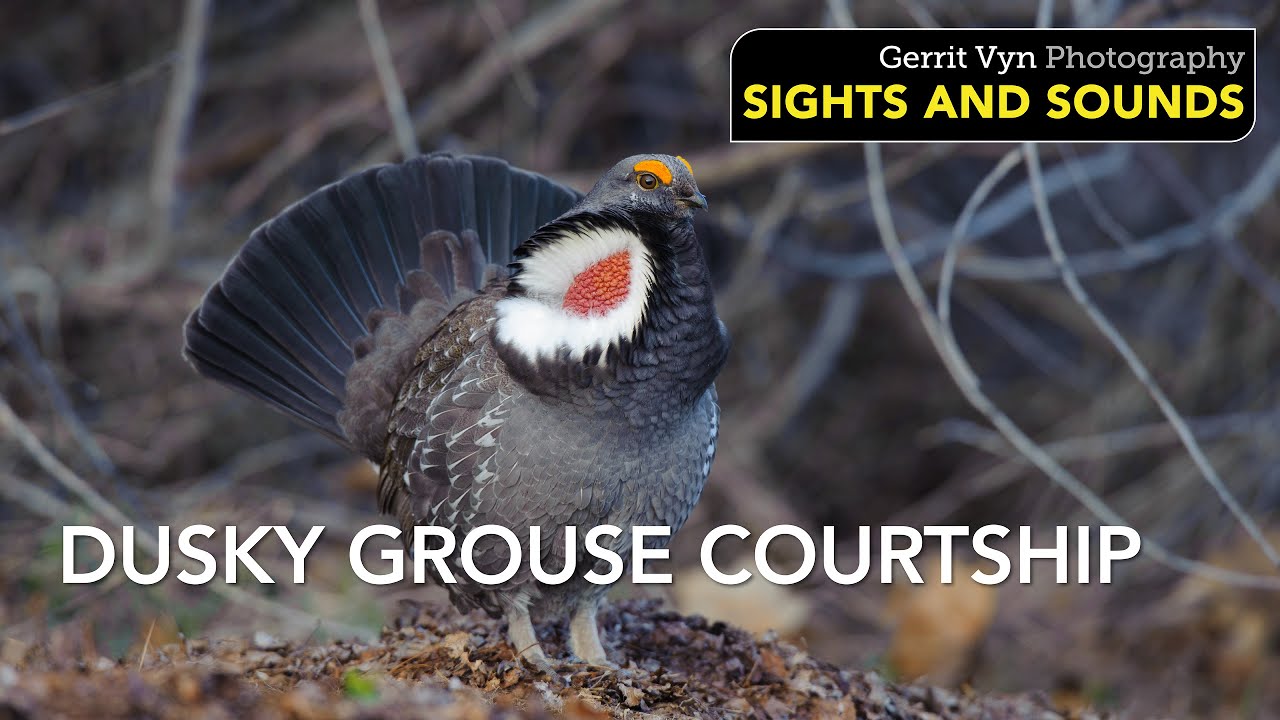 Dusky Grouse Courtship in 4K [Sights and Sounds]